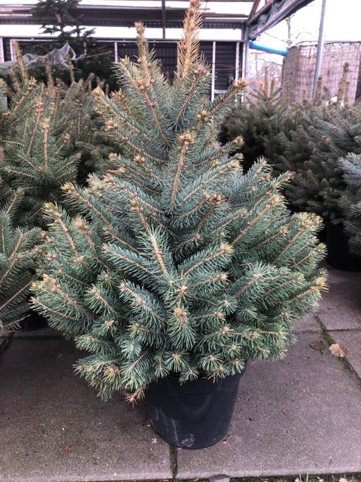 Choinka Wrocław choinki z plantacji