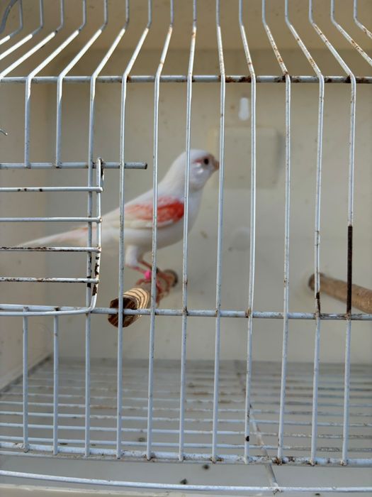 Mosaicos vermelhos linha fémea