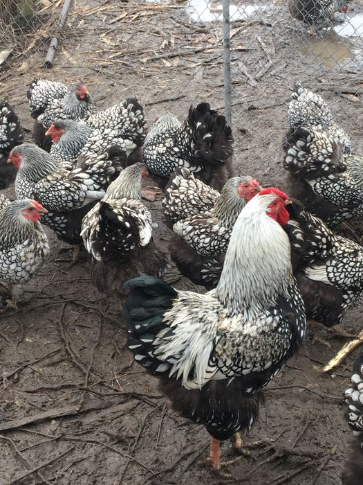 Інкубаційні яйця курей віандот срібло