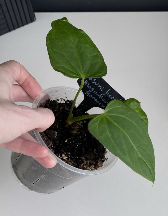 Антуріум Anthurium ‘Yasuni heart’ на дві рослинки