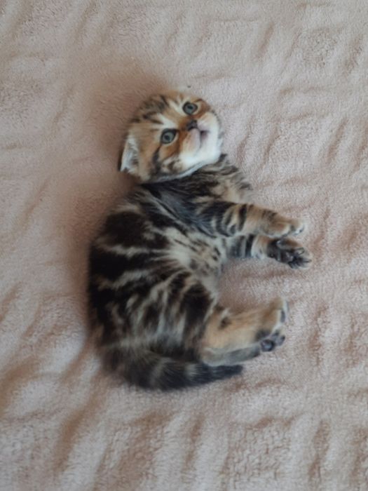 Шотландська висловуха дівчинка