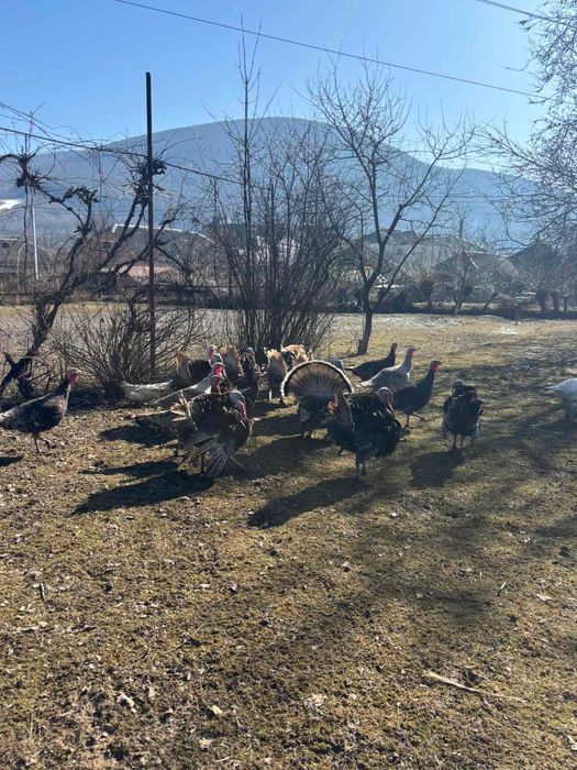 Продам молодих індиків