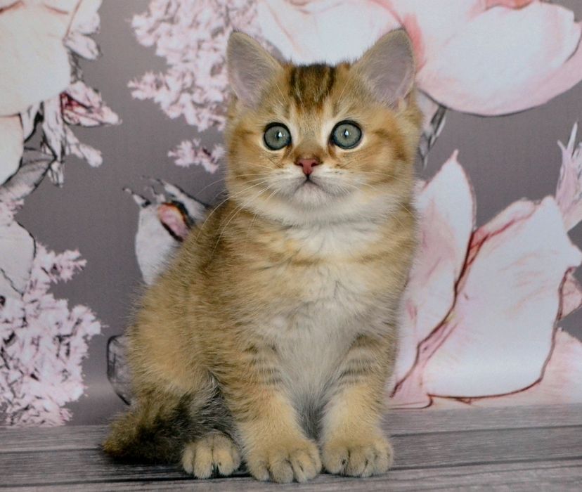 Золота Шиншилла,  зеленоокі кошенята