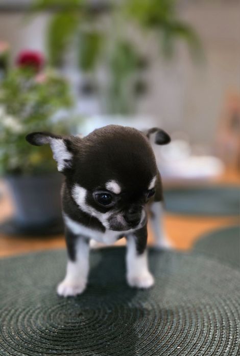 Chihuahua piesek krótkowłosy