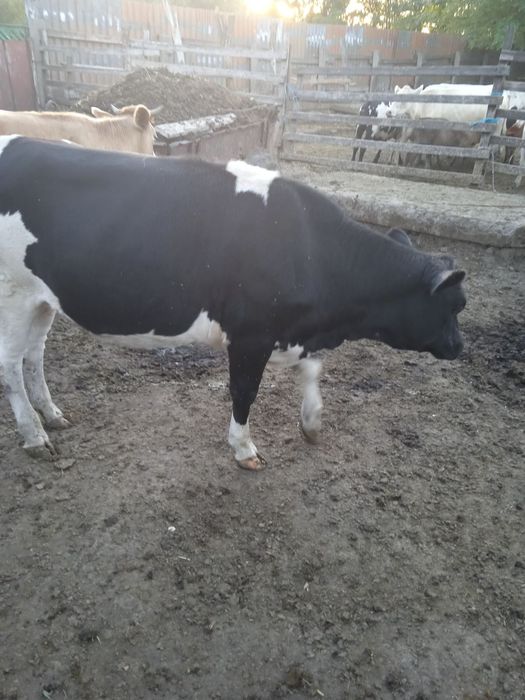 Тільні телиці телиця тільна