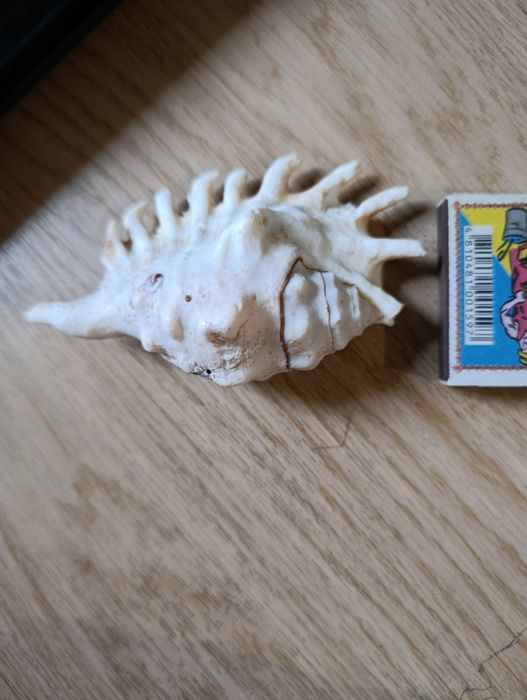 Велика гарна мушля