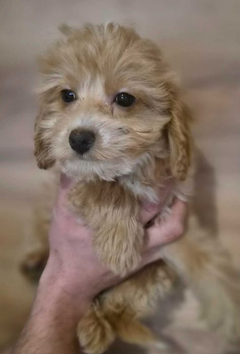 Labradoodle Sunia
