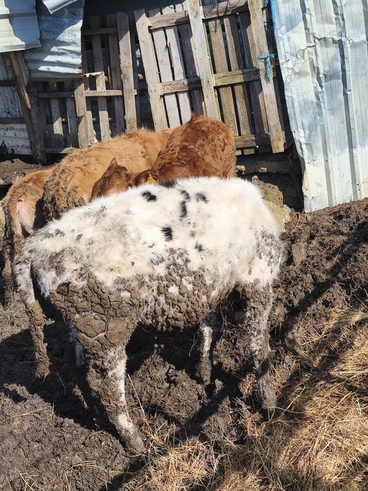 Vendo bezerro frisio