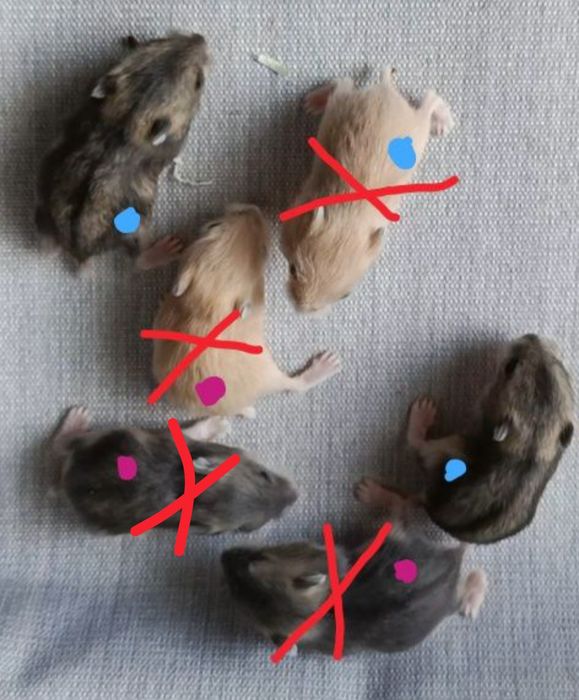 Młode chomiczki dżungarskie