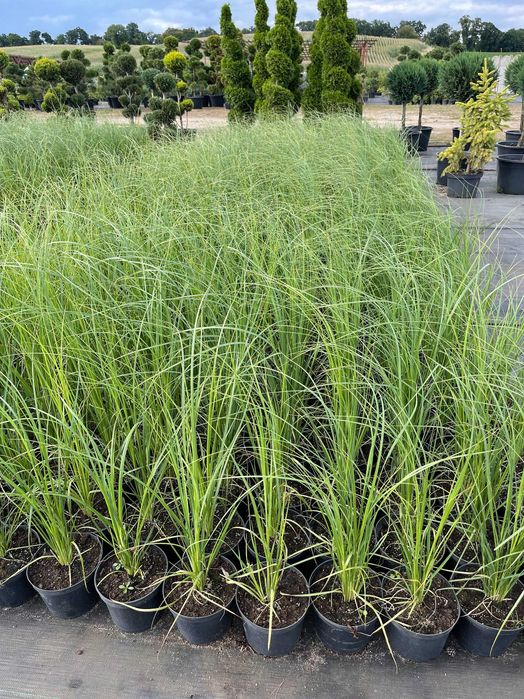 Trawy Ozdobne Miscant- Pampasy-Rozplenice cena od 28 zł