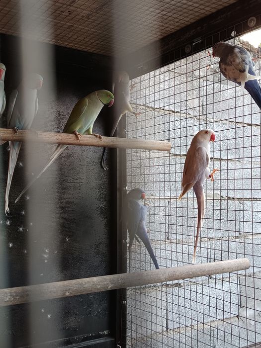 Ring Necks 2025 e outros