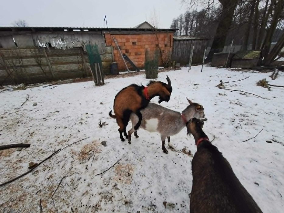 Kozioł alpejski spryciarz