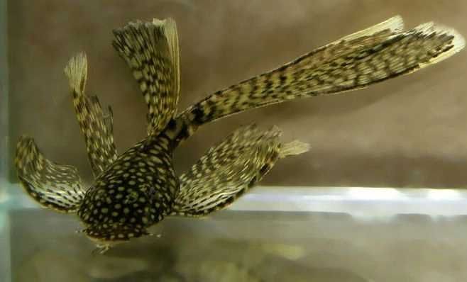 GB Zbrojnik Weloniasty "Glonojad" - dowóz ryb!