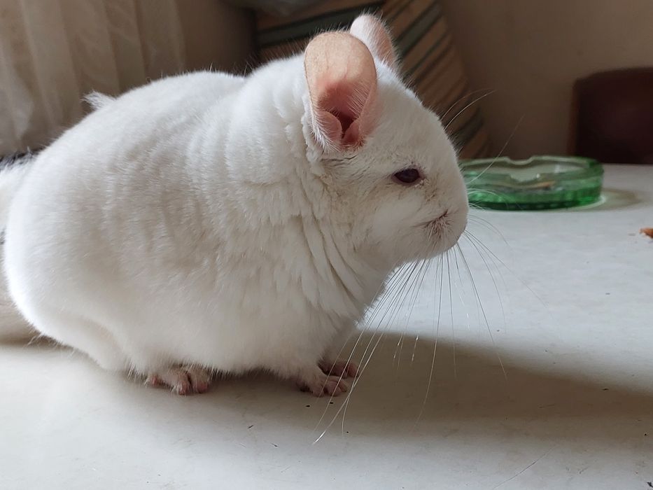 Домашні ручні гризуни