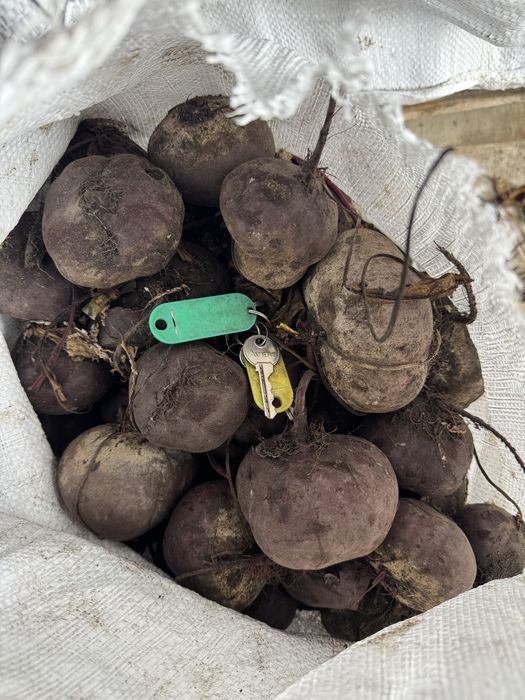 Продам Буряк «Водан»