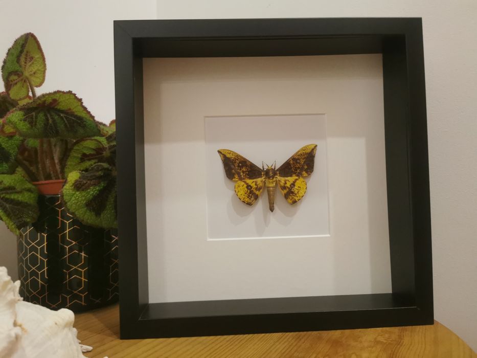 Imperial Moth425128875241646081
