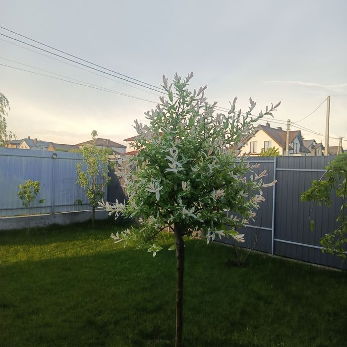 Будинок продаж тарасівка