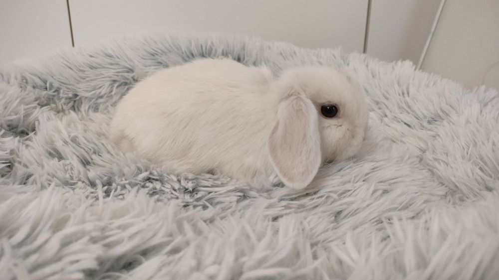 Króliczki mini lop