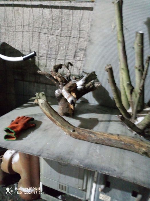 Pnie konary karpy korzenie gałęzie  ozdobne dekoracyjne