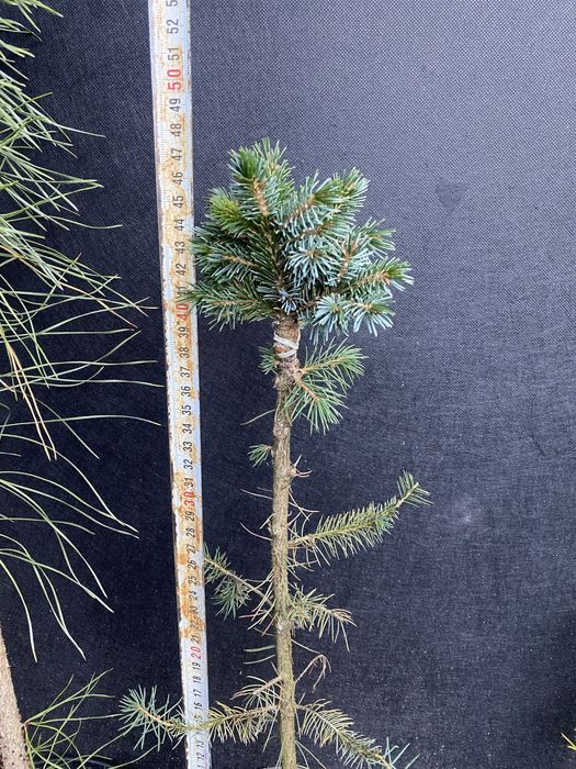 Хвойні на штамбі