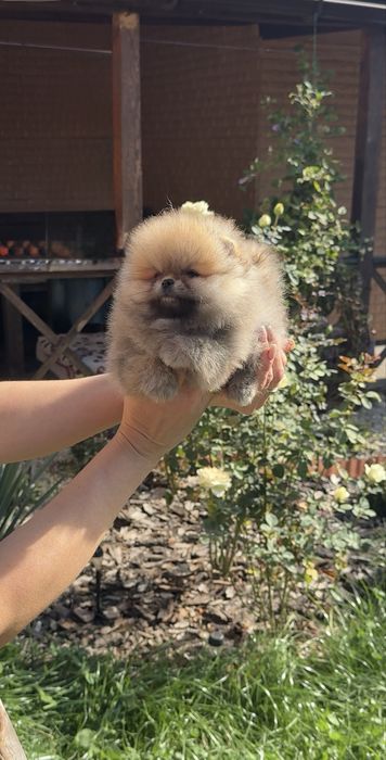 Міні хлопчик Померанського шпіца Teddy!