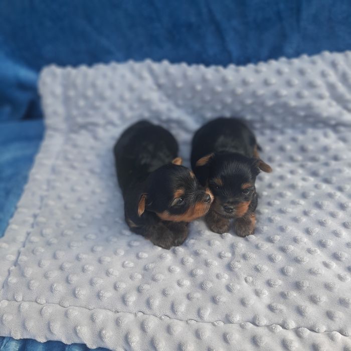 Yorkshire terrier piesek