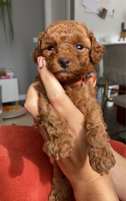 Наймиліші Мальтипу VIP‼️Мальтипу ф1 Мальтипу ф2