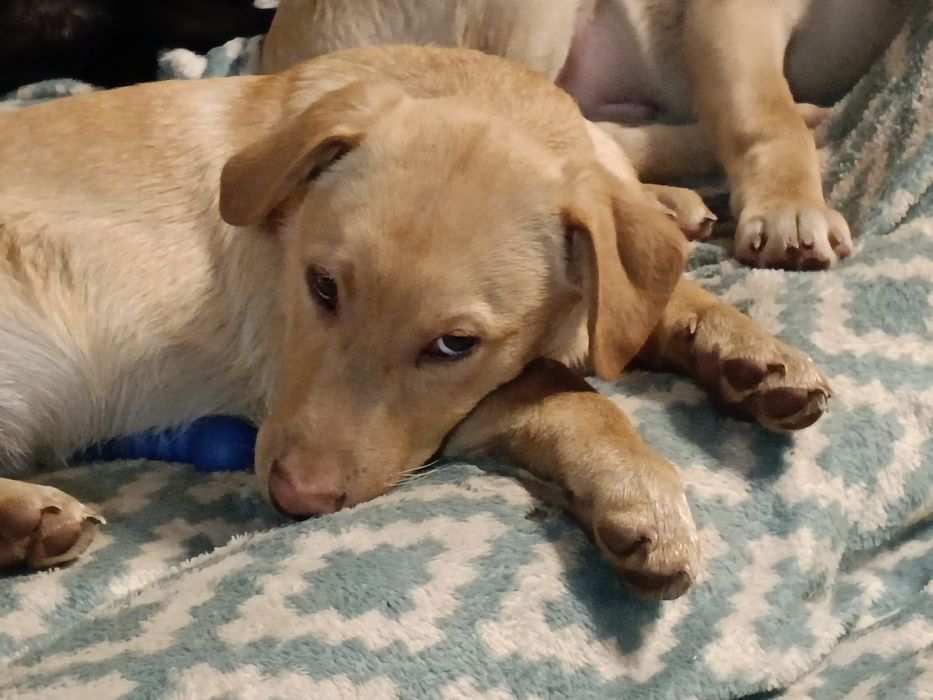 Szczeniaczki szukaja domów, do adopcji