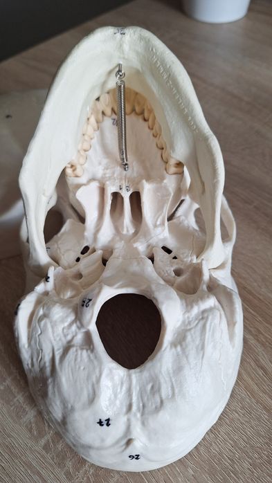 Czaszka dorosłego człowieka 3 cześci