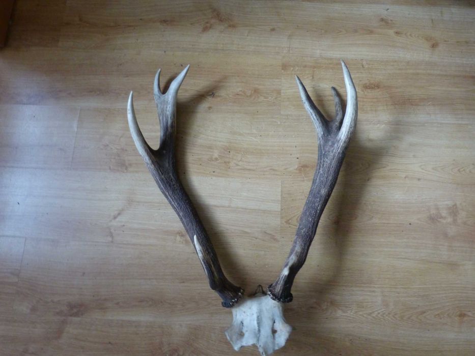 Poroże Byka i kozła sprzedam