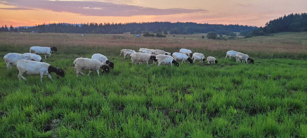Barany i owce rasy DORPER PODWILK