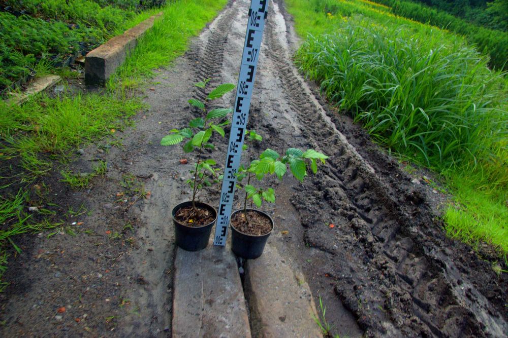 Graby na żywopłoty