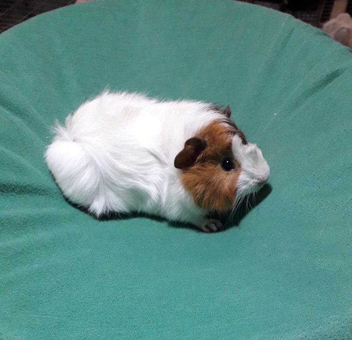 Морські свинки,  розетки