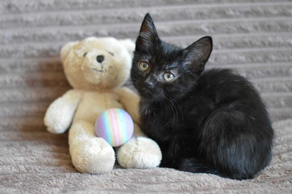 Трогательная малышка Мира в черной шубке очень хочет домой, котенок