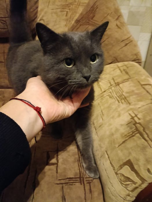 Отдам кошку вроде домашняя