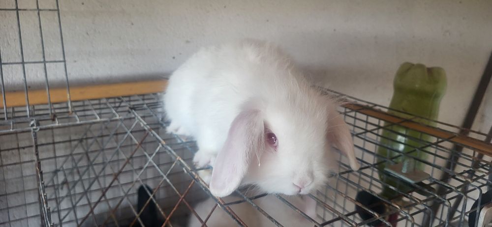 Coelhos Anões brancos