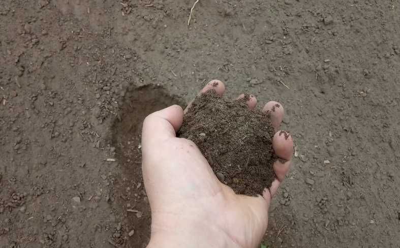 Czarnoziem Humus Ziemia Do ogrodu pod trawnik Dostawa czysta przesiana