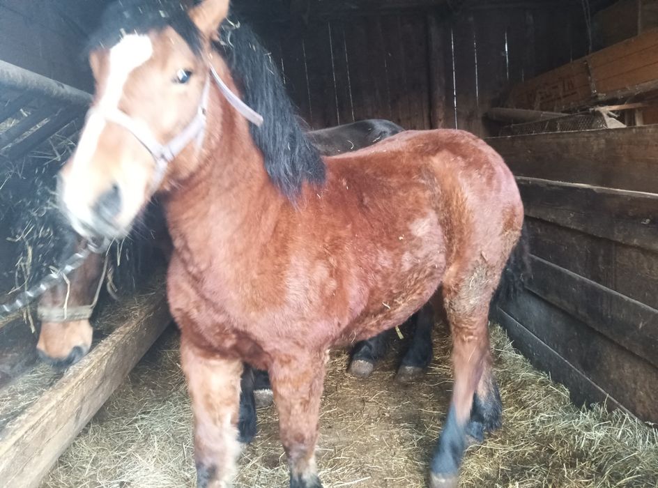 Sprzedam źrebicę  10 miesięcy