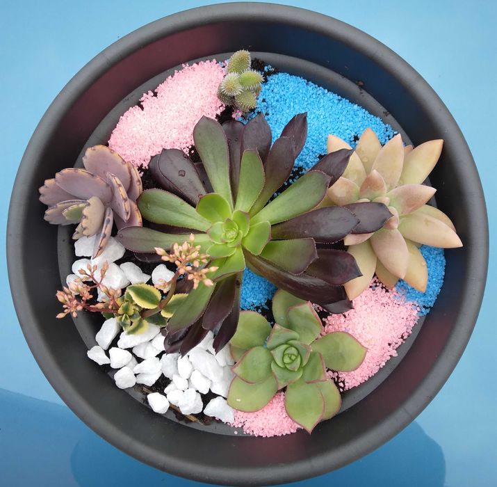 Vaso com Suculentas