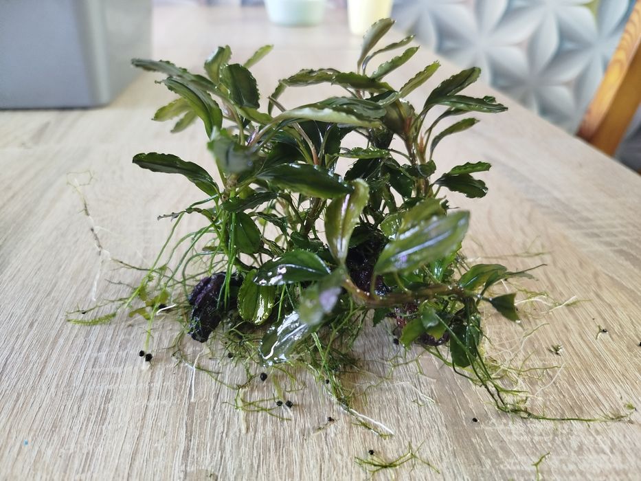 Bucephalandra red gaia, roślina do akwarium