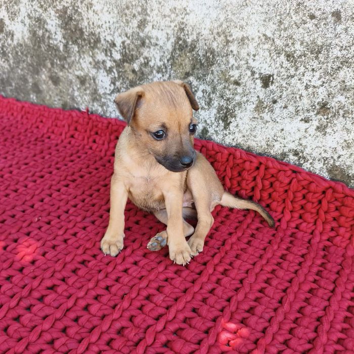 Pinscher - fêmea