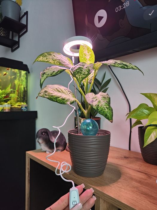 Lampa dla roślin do terrarium lampa LED USB