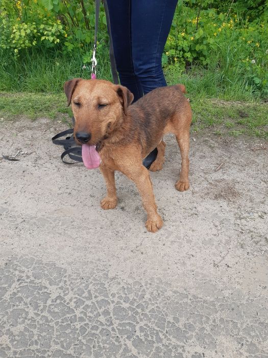 Śliczny mały piesek Dingo do adopcji ze schroniska.