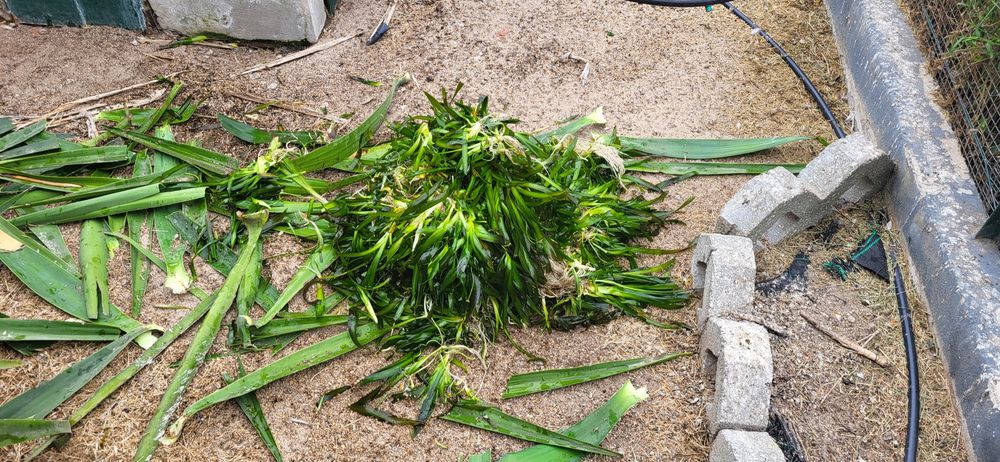 Valisnerias anãs - molho 20 pés