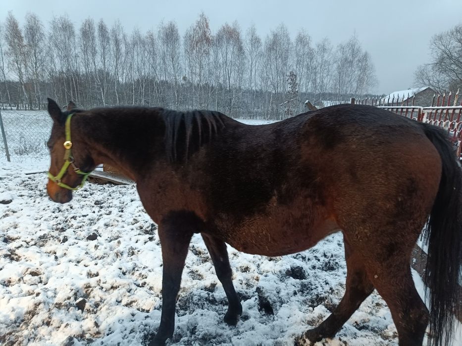 Sprzedam konie i kucyki