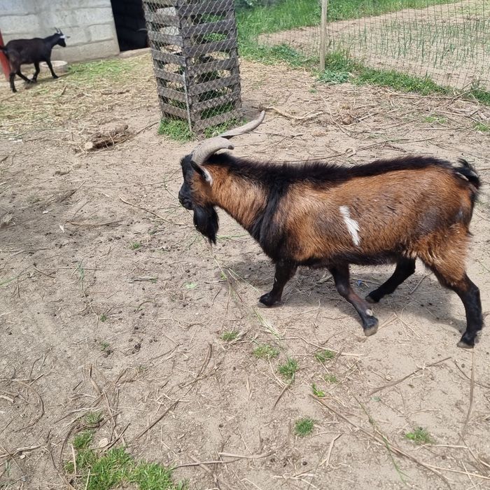 Cabrito / Bode com 20 meses de idade