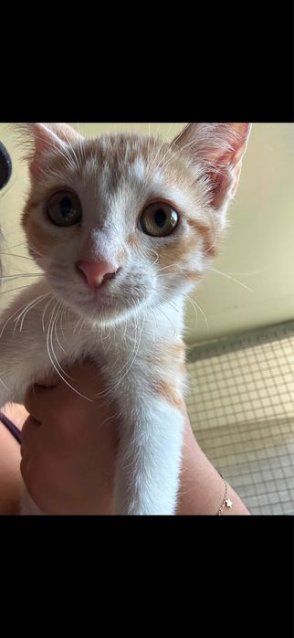 Gatinhas para adocao