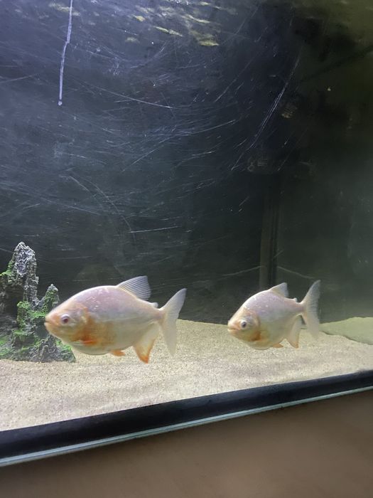 Pacu red albino +\-15cm