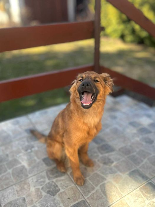 Szczeniak do adopcji