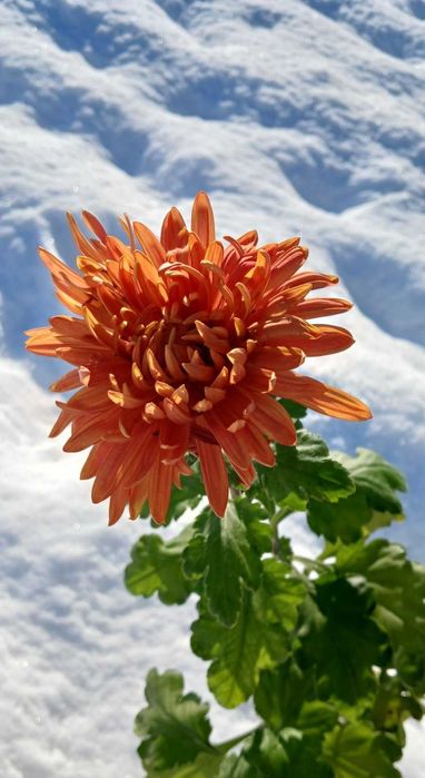 хризантеми одноголові, середньоквіткові та великоквіткові